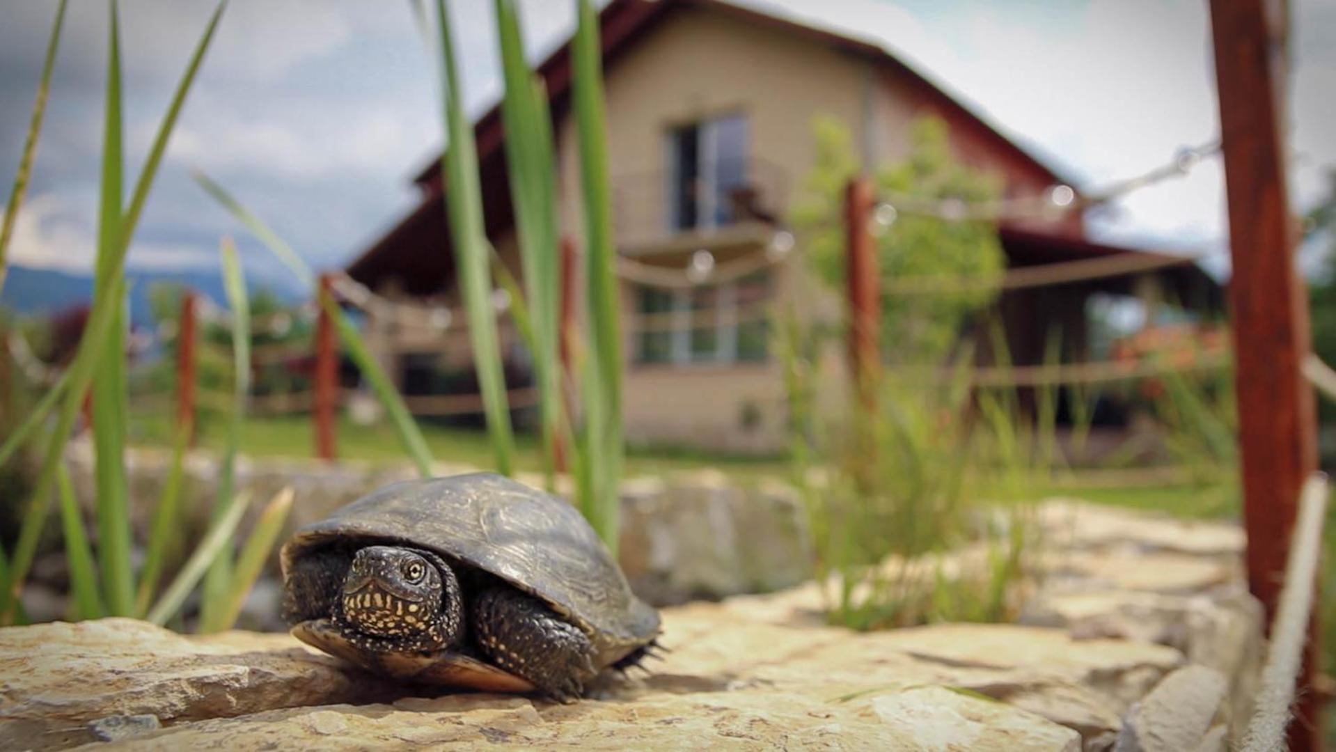 Therefuge Vila Curtea de Argeş Exterior foto